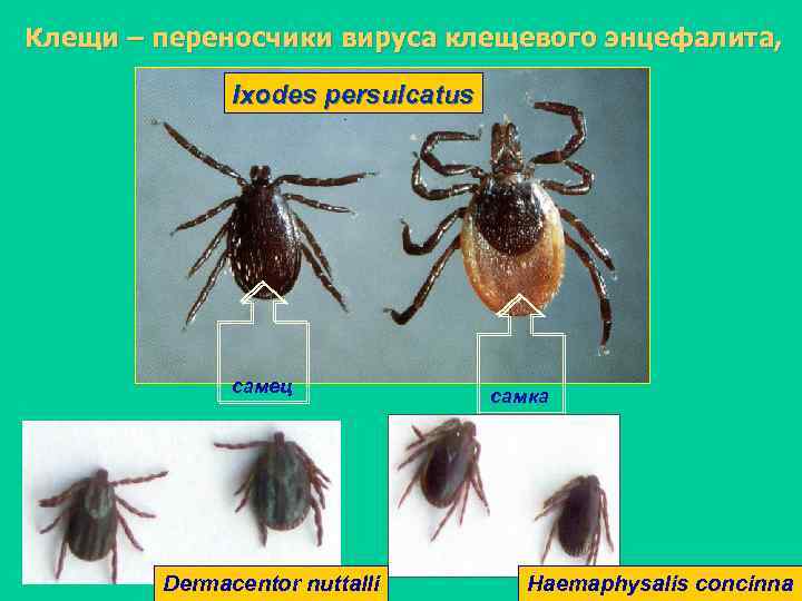 Чем клещи отличаются от пауков