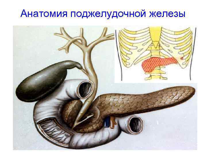 Рисунок поджелудочной железы человека