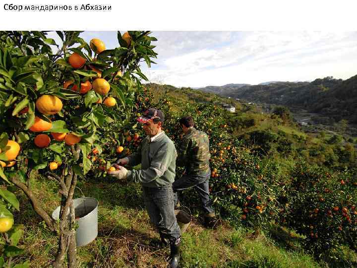 Сбор мандаринов в Абхазии 