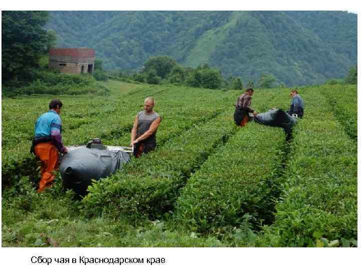 Сбор чая в Краснодарском крае 