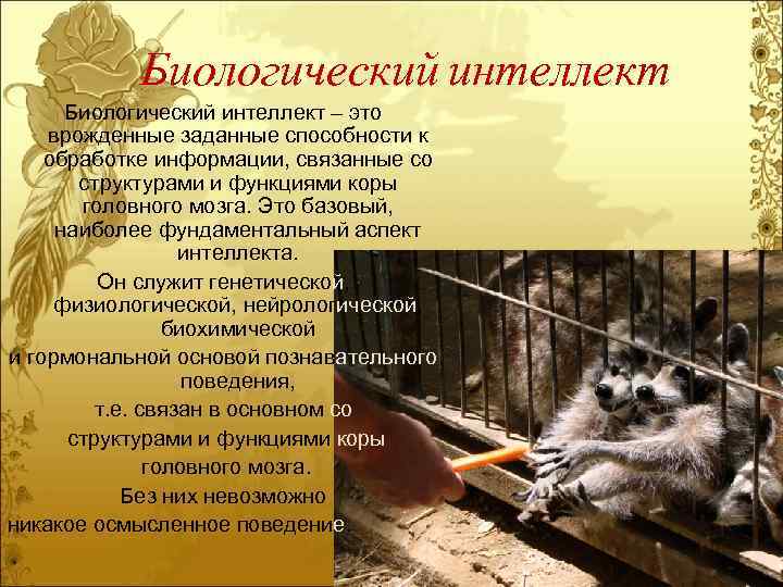 Биологический интеллект – это врожденные заданные способности к обработке информации, связанные со структурами и