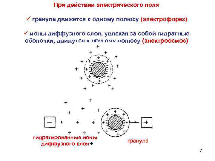 При действии электрического поля ü гранула движется к одному полюсу (электрофорез) ü ионы диффузного