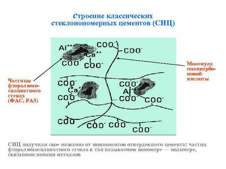 строение классических стеклоиономерных цементов (СИЦ) Частицы фторалюмосиликатного стекла (ФАС, FAS) Молекула поликарбоновой кислоты СИЦ