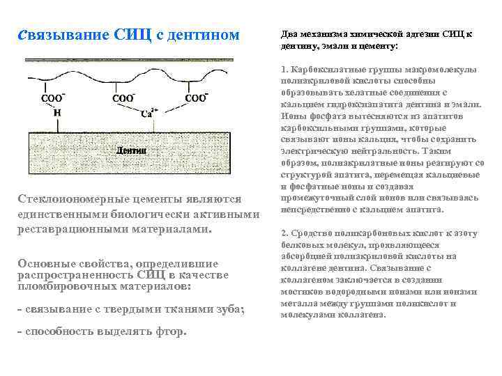 связывание СИЦ с дентином Стеклоиономерные цементы являются единственными биологически активными реставрационными материалами. Основные свойства,