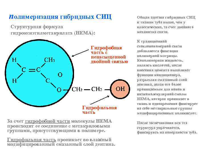 полимеризация гибридных СИЦ Структурная формула гидроксиэтилметакрилата (HEMA): Гидрофобная часть с ненасыщенной двойной связью Гидрофильная