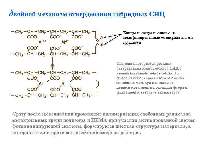 двойной механизм отвердевания гибридных СИЦ Концы молекул поликислот, модифицированные метакрилатными группами Сначала повторяется реакция