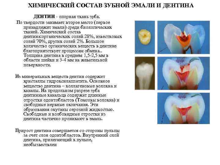 ХИМИЧЕСКИЙ СОСТАВ ЗУБНОЙ ЭМАЛИ И ДЕНТИНА ДЕНТИН опорная ткань зуба. По твердости занимает второе