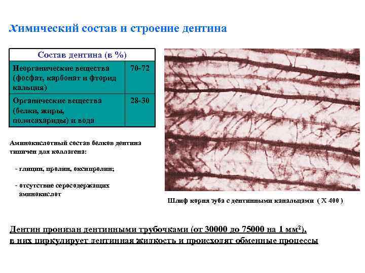химический состав и строение дентина Состав дентина (в %) Неорганические вещества (фосфат, карбонат и