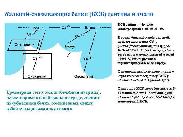 кальций-связывающие белки (КСБ) дентина и эмали КСБ эмали — белок с молекулярной массой 20000.