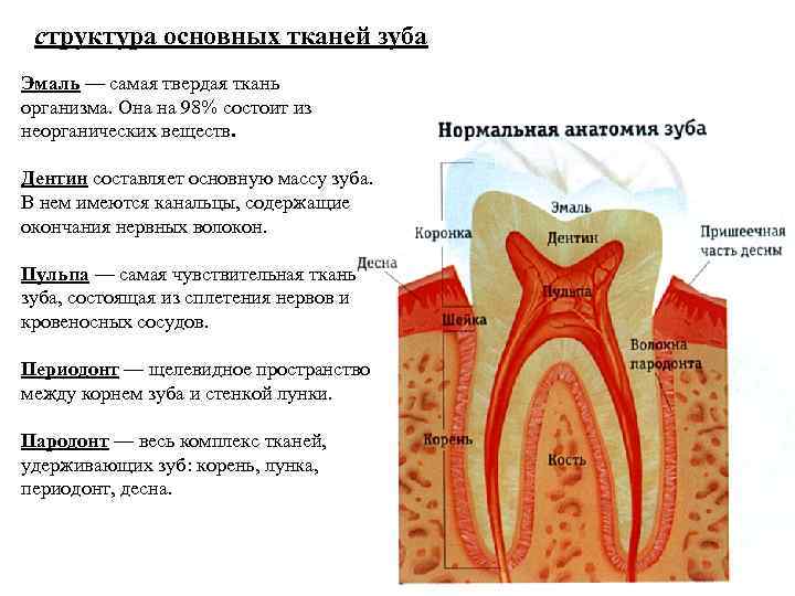 структура основных тканей зуба Эмаль — самая твердая ткань организма. Она на 98% состоит