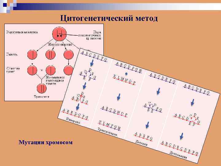 Цитогенетический метод Мутации хромосом 