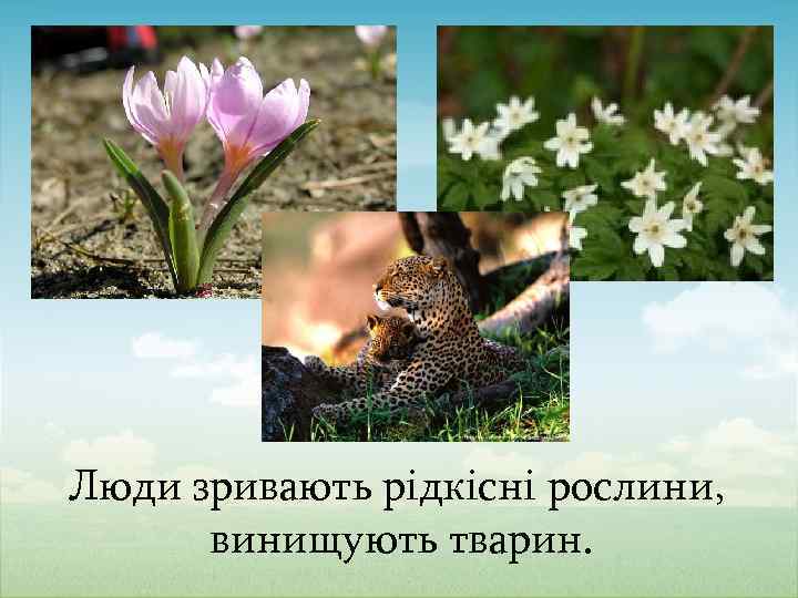 Люди зривають рідкісні рослини, винищують тварин. 