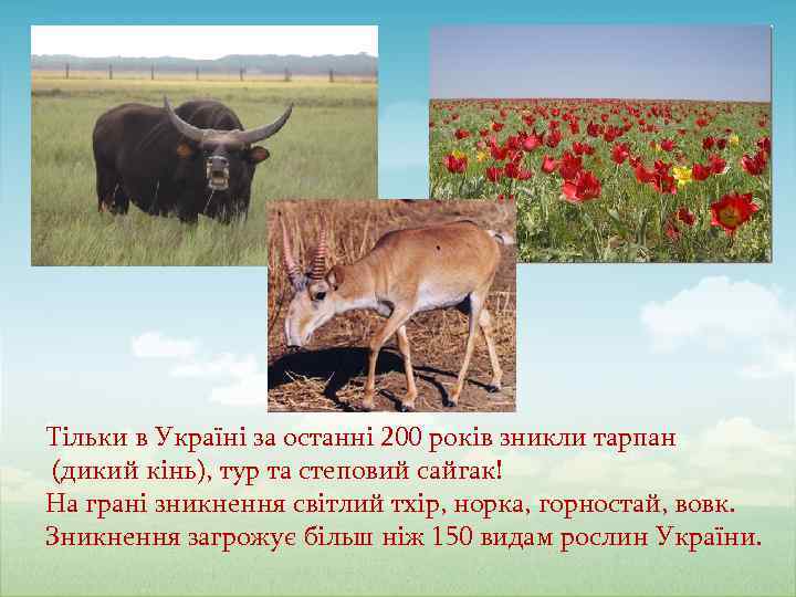 Тільки в Україні за останні 200 років зникли тарпан (дикий кінь), тур та степовий