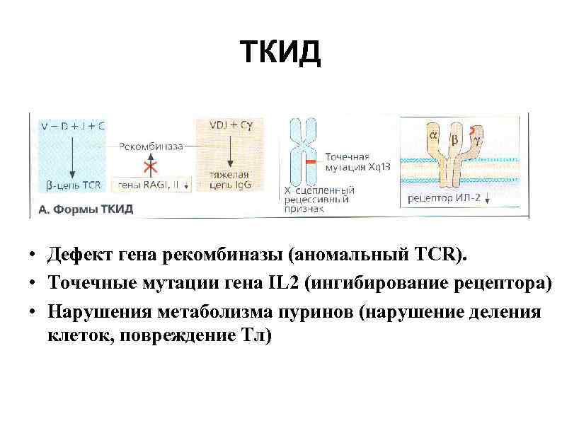 ТКИД • Дефект гена рекомбиназы (аномальный TCR). • Точечные мутации гена IL 2 (ингибирование