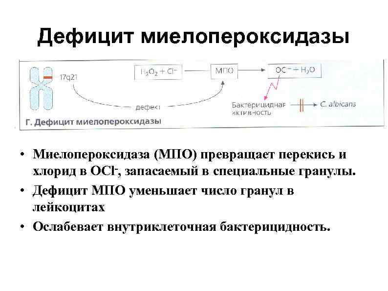 Дефицит миелопероксидазы • Миелопероксидаза (МПО) превращает перекись и хлорид в OCl-, запасаемый в специальные