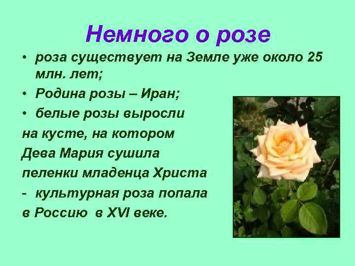 Немного о розе • роза существует на Земле уже около 25 млн. лет; •