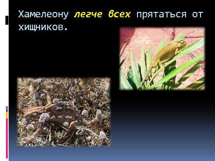 Хамелеону легче всех прятаться от хищников. 