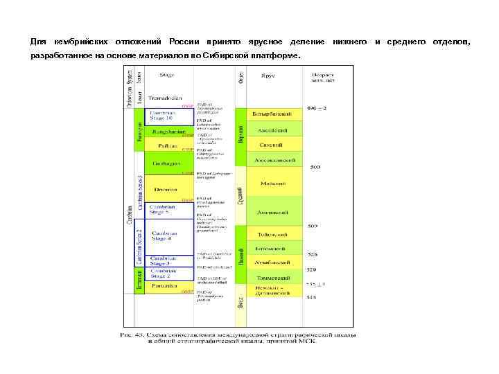 Для кембрийских отложений России принято ярусное деление нижнего и среднего отделов, разработанное на основе
