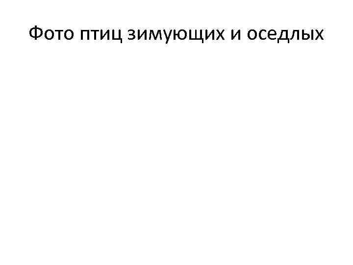 Фото птиц зимующих и оседлых 