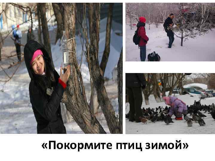 «Покормите птиц зимой» 