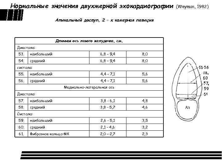 Нормальные значения двухмерной эхокардиографии Апикальный доступ, 2 – х камерная позиция Длинная ось левого