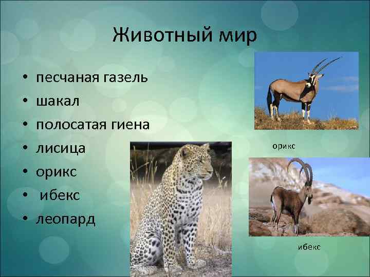 Животный мир • • песчаная газель шакал полосатая гиена лисица орикс ибекс леопард орикс