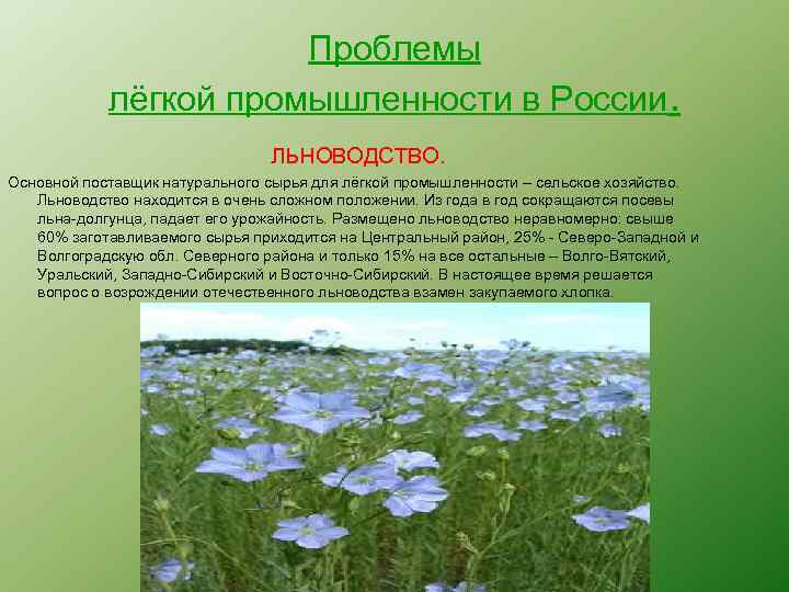 Проблемы лёгкой промышленности в России. ЛЬНОВОДСТВО. Основной поставщик натурального сырья для лёгкой промышленности –