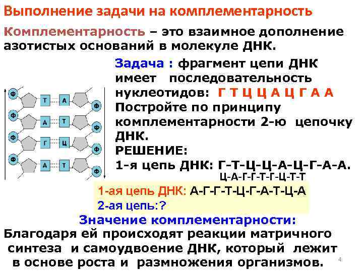 Выполнение задачи на комплементарность Комплементарность – это взаимное дополнение азотистых оснований в молекуле ДНК.