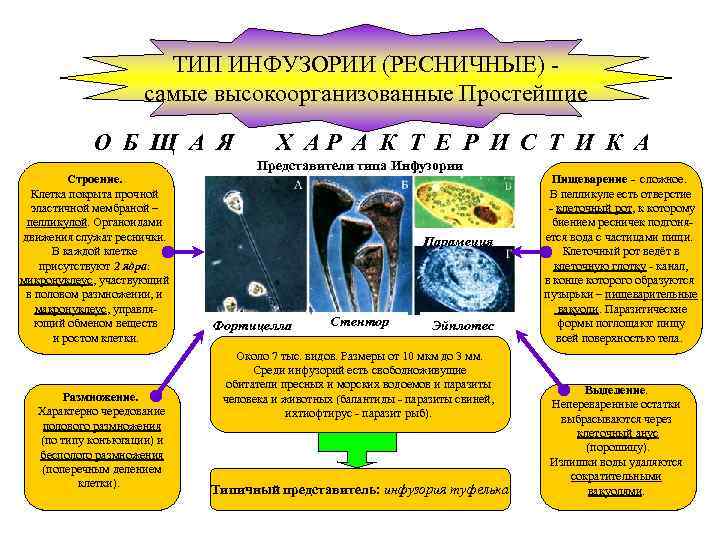 ТИП ИНФУЗОРИИ (РЕСНИЧНЫЕ) самые высокоорганизованные Простейшие О Б Щ А Я Строение. Клетка покрыта