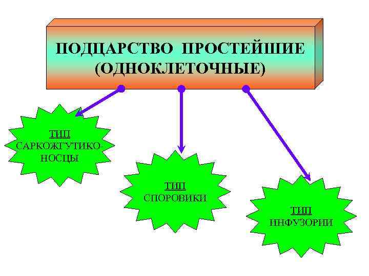 ПОДЦАРСТВО ПРОСТЕЙШИЕ (ОДНОКЛЕТОЧНЫЕ) ТИП САРКОЖГУТИКОНОСЦЫ ТИП СПОРОВИКИ ТИП ИНФУЗОРИИ 