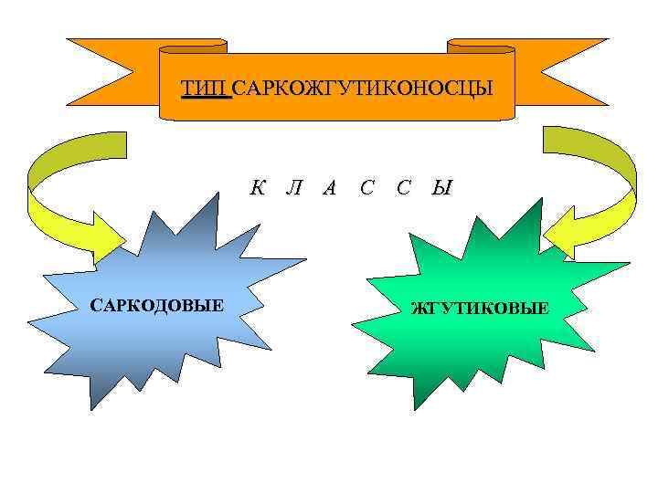 ТИП САРКОЖГУТИКОНОСЦЫ К Л А С С Ы САРКОДОВЫЕ ЖГУТИКОВЫЕ 
