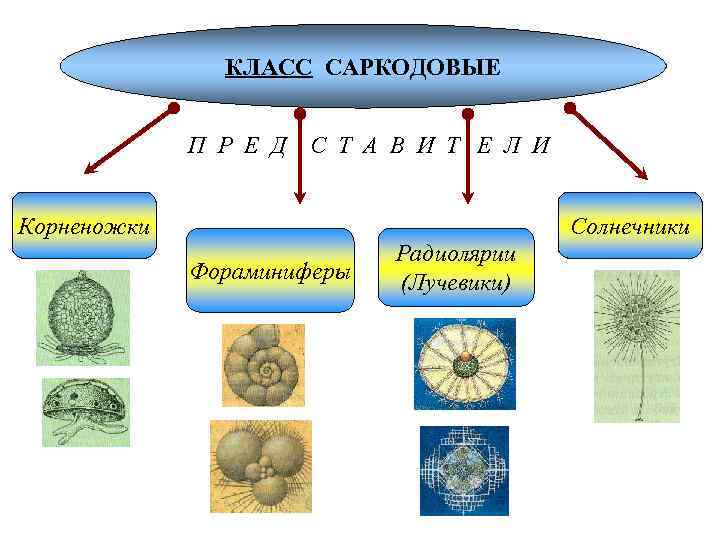 КЛАСС САРКОДОВЫЕ П Р Е Д С Т А В И Т Е Л