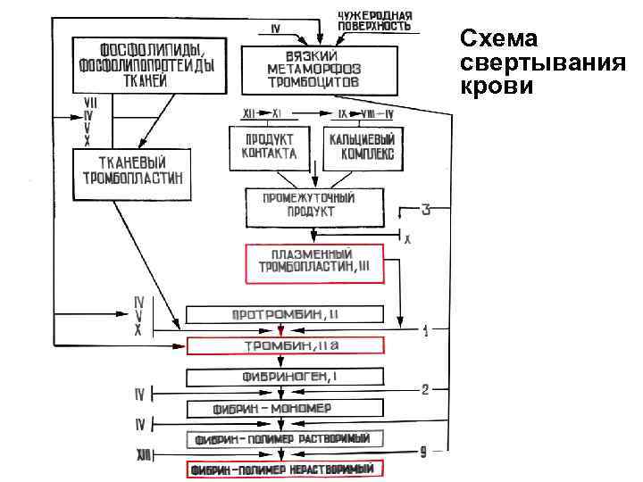 Свертывание крови физиология схема