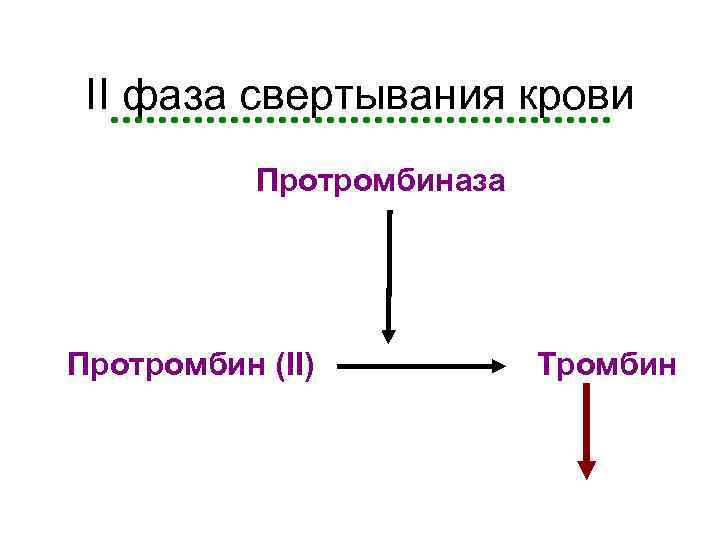 II фаза свертывания крови Протромбиназа Протромбин (II) Тромбин 