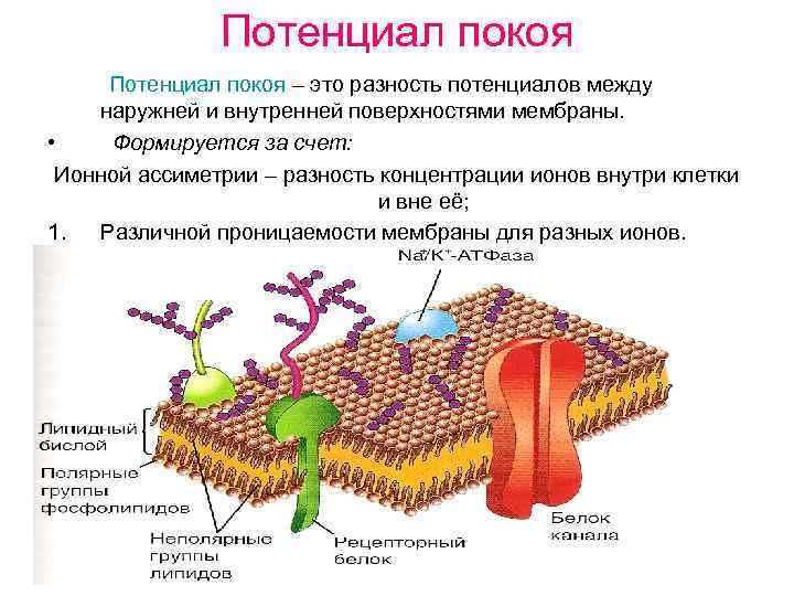 Избирательная проницаемость клеточной мембраны. Ионная асимметрия биомембран это. Проницаемость клеточной мембраны ионами. Асимметрия клеточной мембраны. Роль клеточнлй мемюоаны в проницаемости.