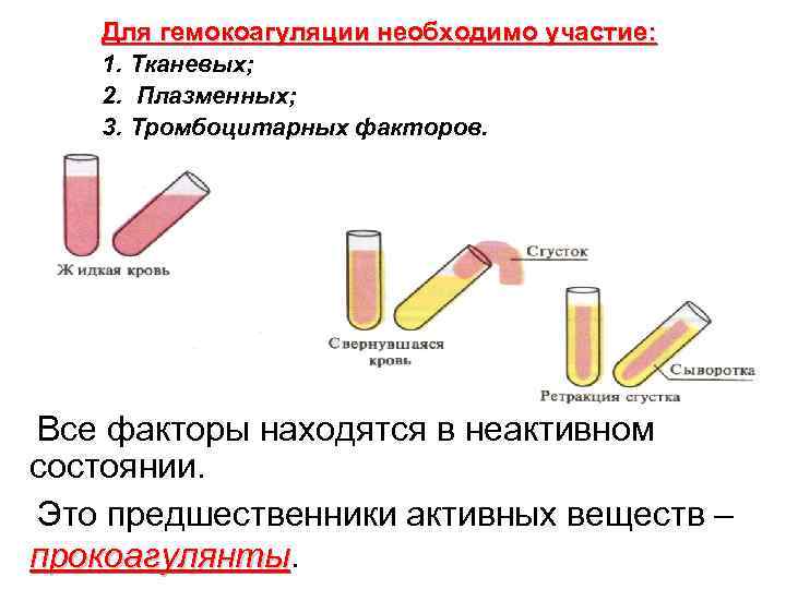 Для гемокоагуляции необходимо участие: 1. Тканевых; 2. Плазменных; 3. Тромбоцитарных факторов. Все факторы находятся