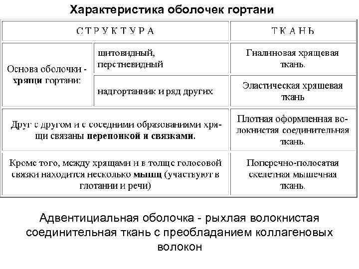 Характеристика оболочек гортани Адвентициальная оболочка - рыхлая волокнистая соединительная ткань с преобладанием коллагеновых волокон
