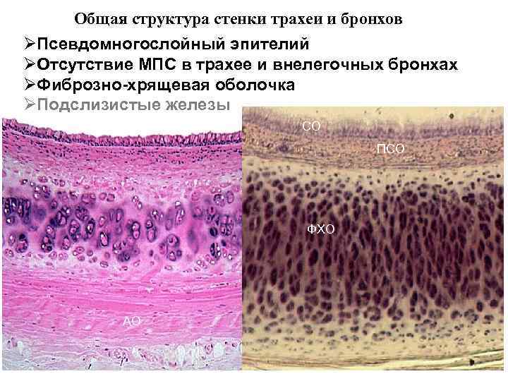 Презентация гистология дыхательной системы