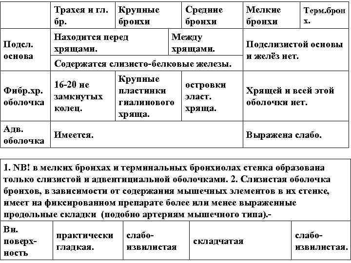 Трахея и гл. Крупные бр. бронхи Подсл. основа Находится перед хрящами. Средние бронхи Между