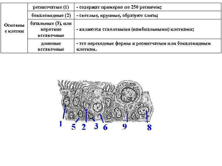 реснитчатые (1) бокаловидные (2) Основны е клетки - содержат примерно по 250 ресничек; -