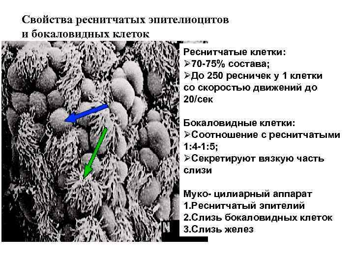 Свойства реснитчатых эпителиоцитов и бокаловидных клеток Реснитчатые клетки: Ø 70 -75% состава; ØДо 250