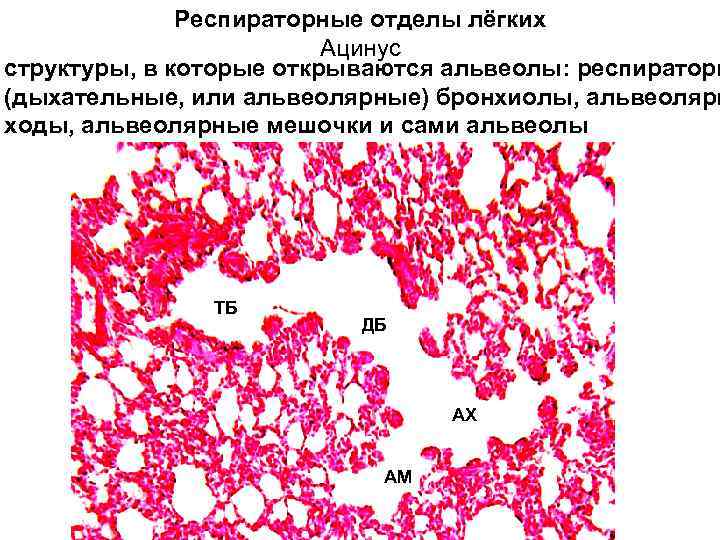 Для описания расчетной схемы паренхимы до деформации вносят допущение о том что все альвеолы