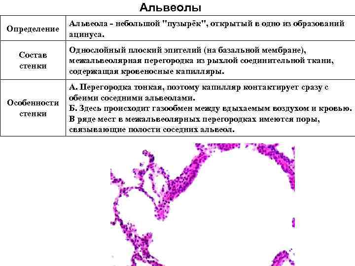 Альвеолы Определение Состав стенки Альвеола - небольшой 