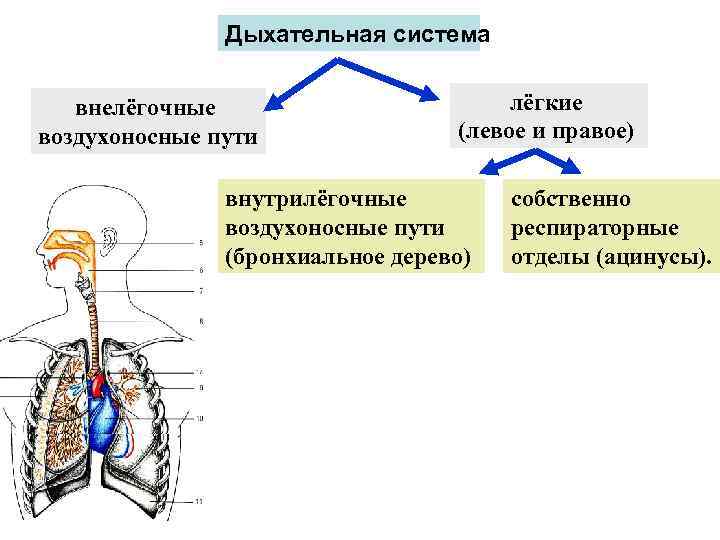 Воздухоносные пути человека картинка