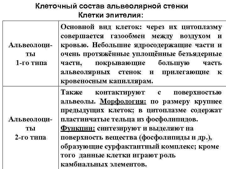Клеточный состав альвеолярной стенки Клетки эпителия: Альвеолоциты 1 -го типа Альвеолоциты 2 -го типа