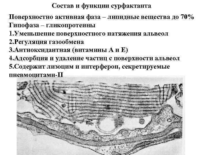 Состав и функции сурфактанта Поверхностно активная фаза – липидные вещества до 70% Гипофаза –