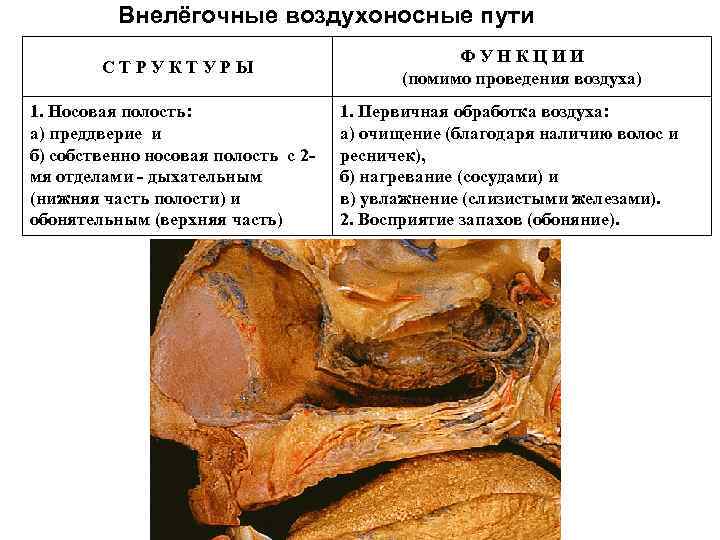 Внелёгочные воздухоносные пути С Т Р У К Т У Р Ы Ф У