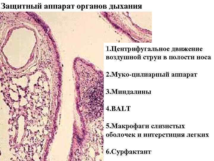 Защитный аппарат органов дыхания 1. Центрифугальное движение воздушной струи в полости носа 2. Муко-цилиарный