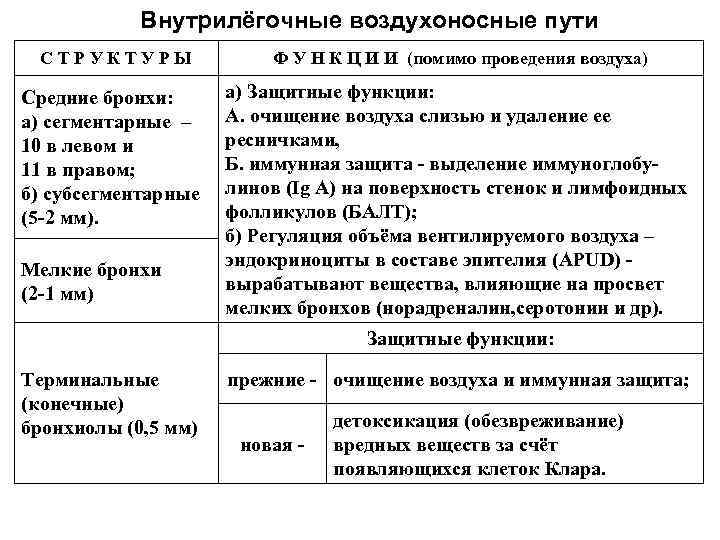 Внутрилёгочные воздухоносные пути С Т Р У К Т У Р Ы Ф У