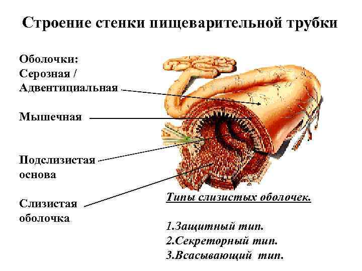 Общий план строения стенки пищеварительной трубки таблица